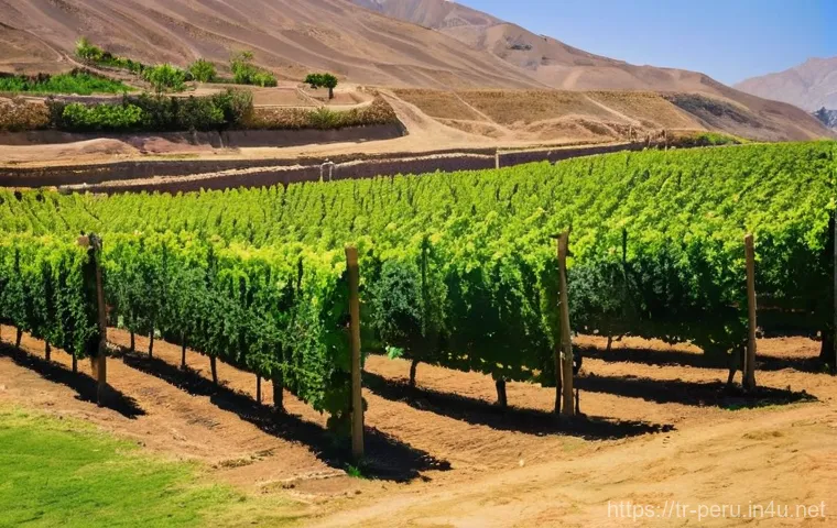 페루 와인과 포도주 문화 - **Prompt Title: "Ica Valley Vineyard Under Desert Sun"**
    **Image Prompt:** A breathtaking panora...